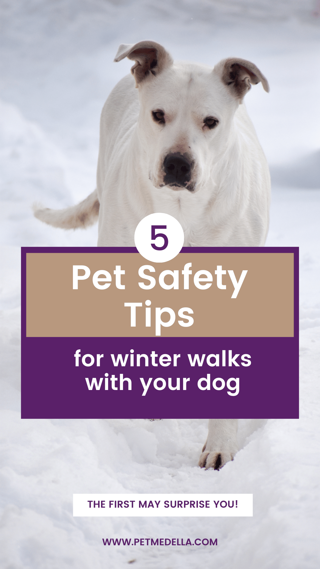 5 tips to keep your dog safe on winter walks