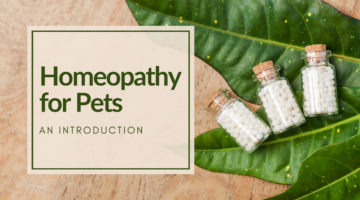homeopathy for pets