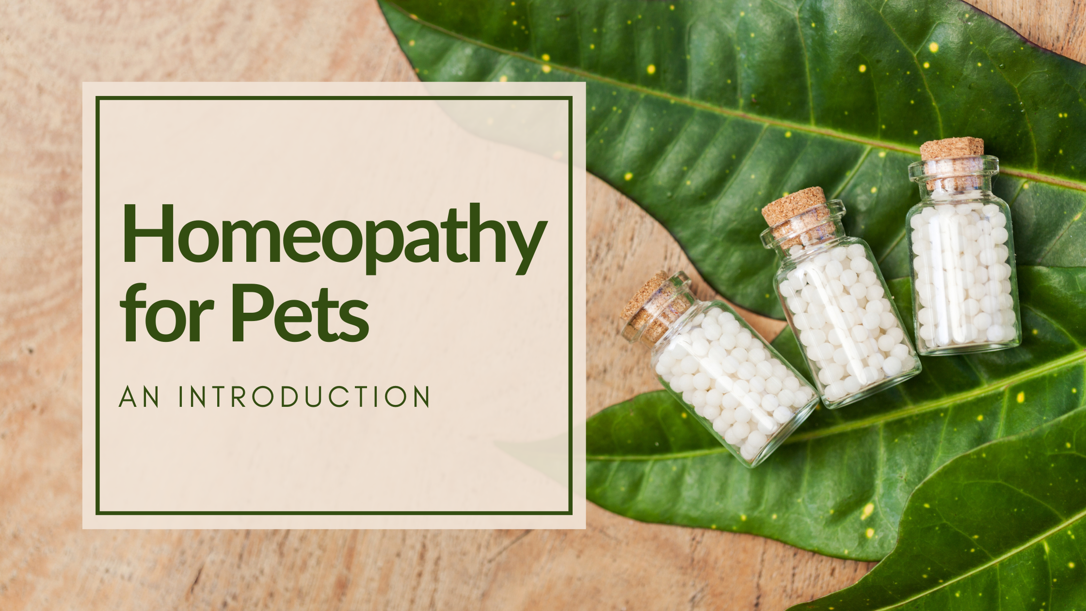 homeopathy for pets