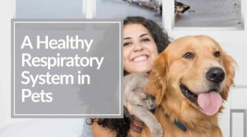 A health respiratory system for cats and dogs from petmedella