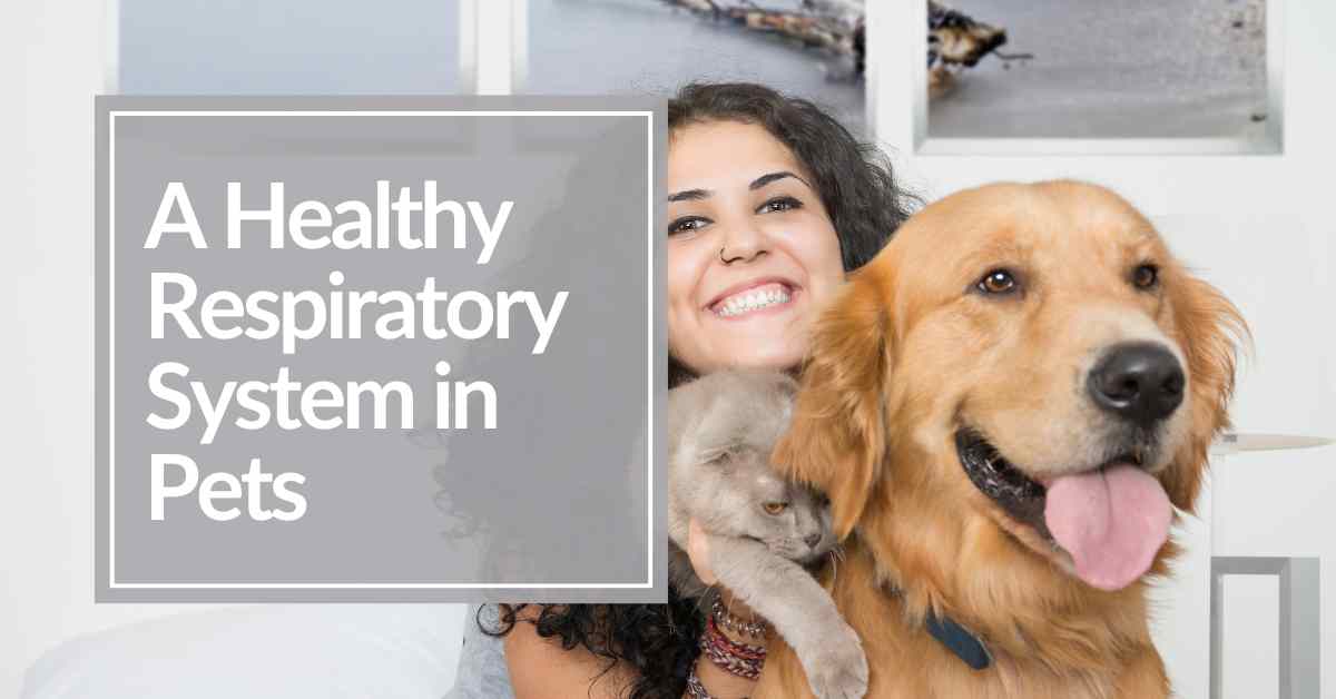 A health respiratory system for cats and dogs from petmedella