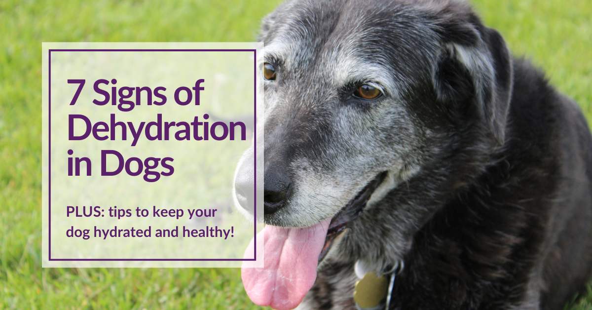 Picture of older dog, panting in hot weather, on the grass showing dehydration in dogs