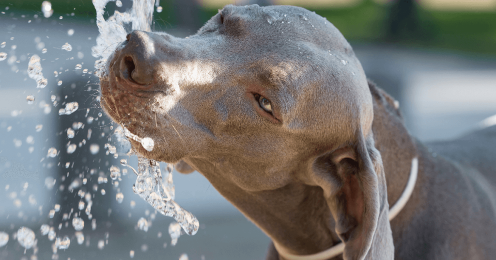 brown-haired-weimaraner-drinking-water-and-dehydrated