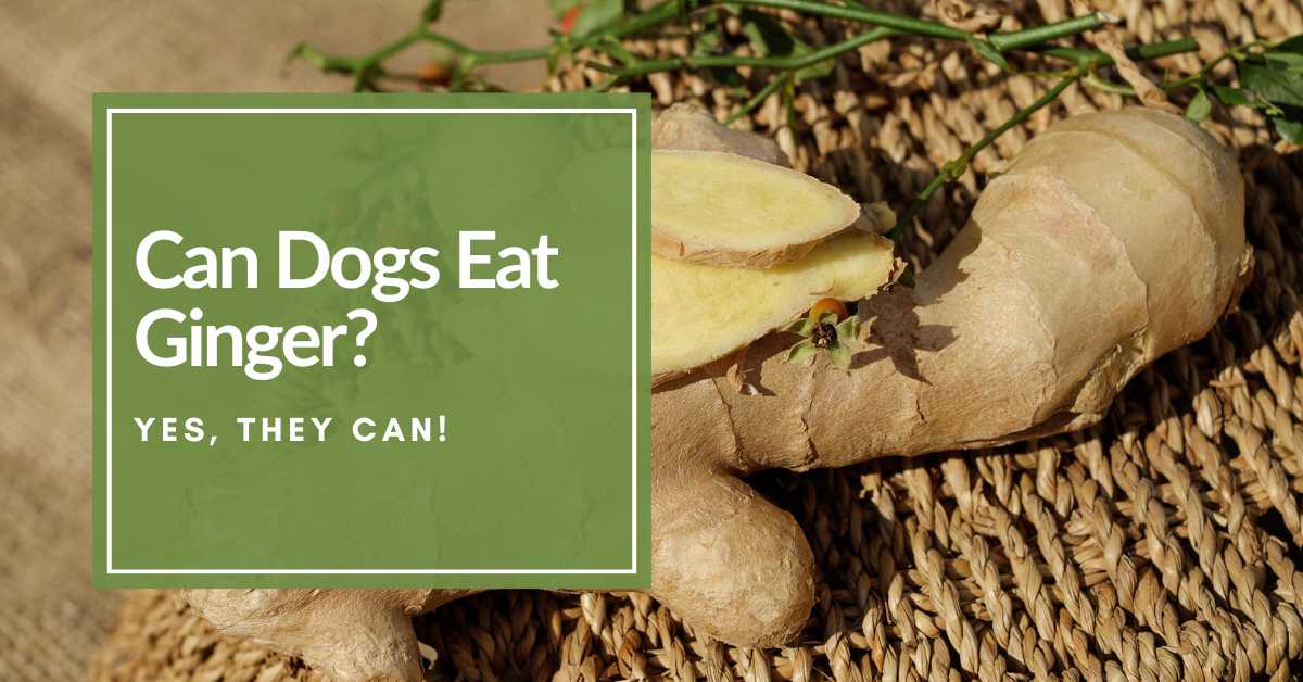 Ginger capsules hotsell for dogs