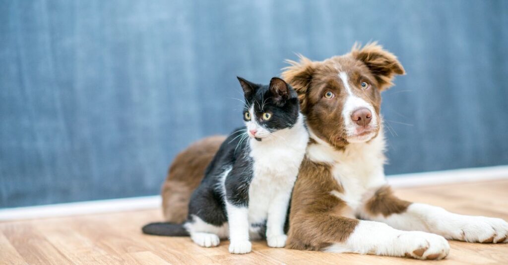 cat and dog sitting side by side with blue background for liver health and pets