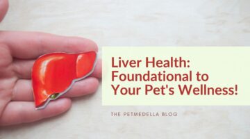 Picture of hand holding a graphic representation of a liver with the topic being liver health in pets