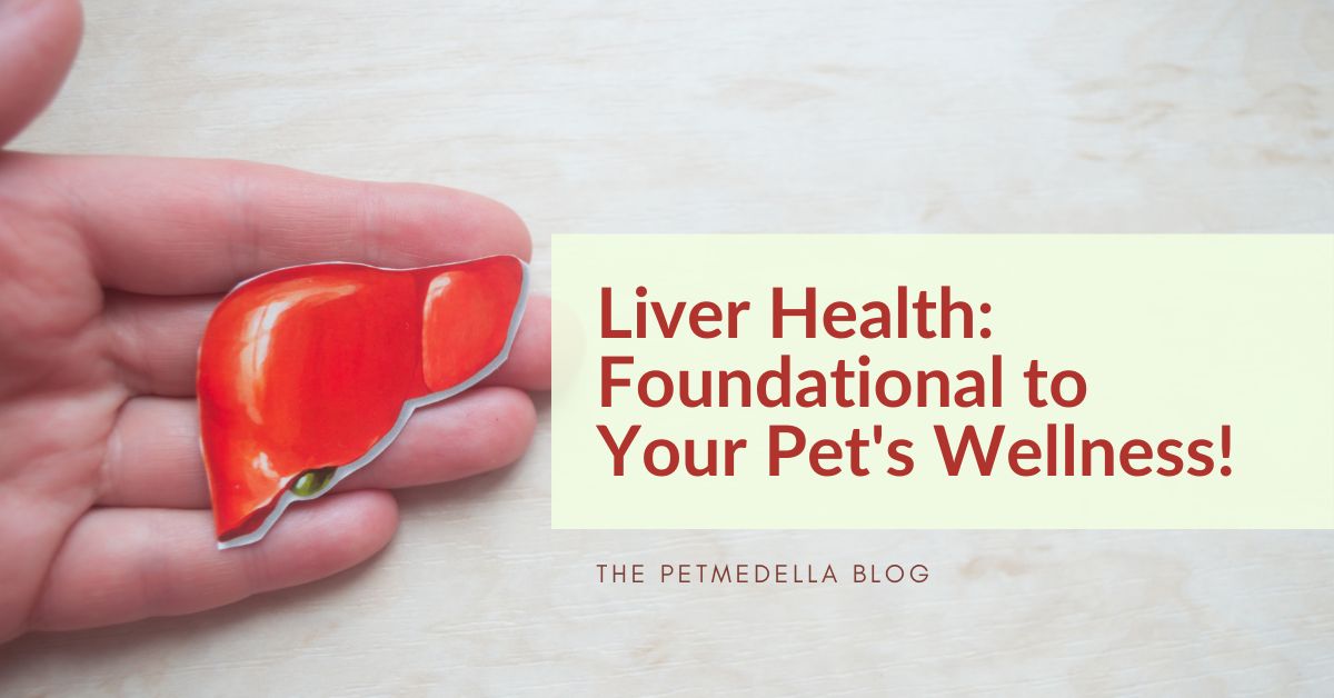 Picture of hand holding a graphic representation of a liver with the topic being liver health in pets