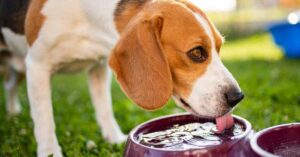 beagle dog lapping water to show dental water additives for pets