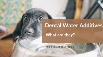 large black dog holding water bowl and looking at you depicting dental water additives for pets