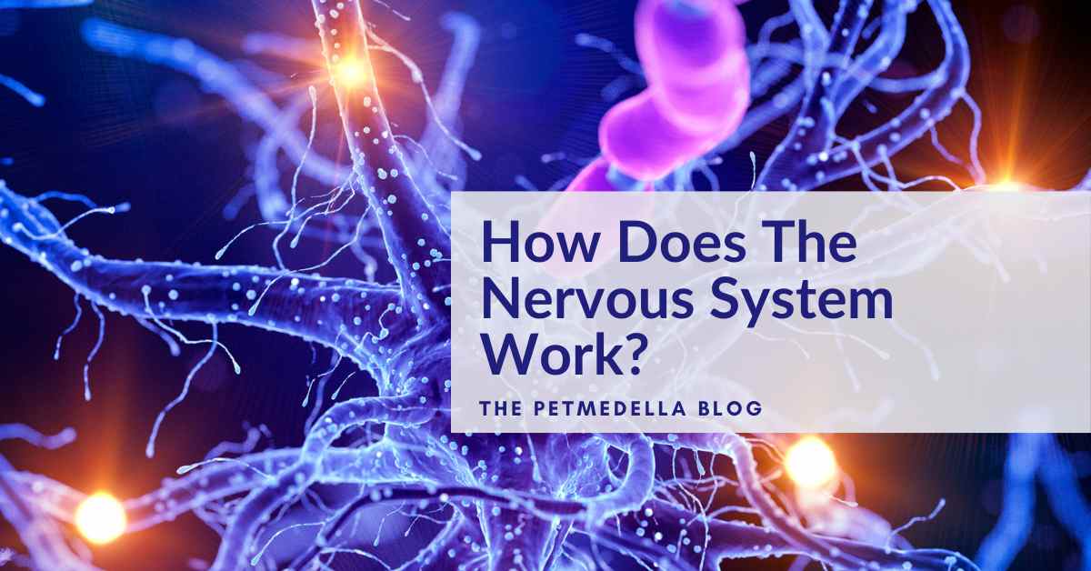 Photo of neurons showing how the nervous system works