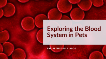 Exploring the Blood System in Pets