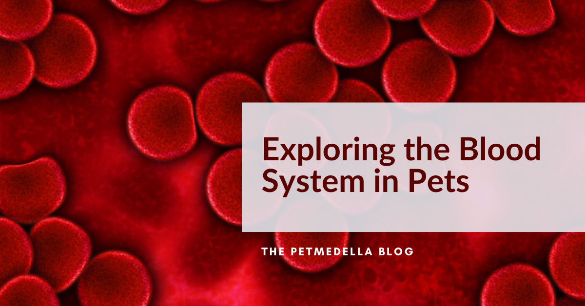 Exploring the Blood System in Pets