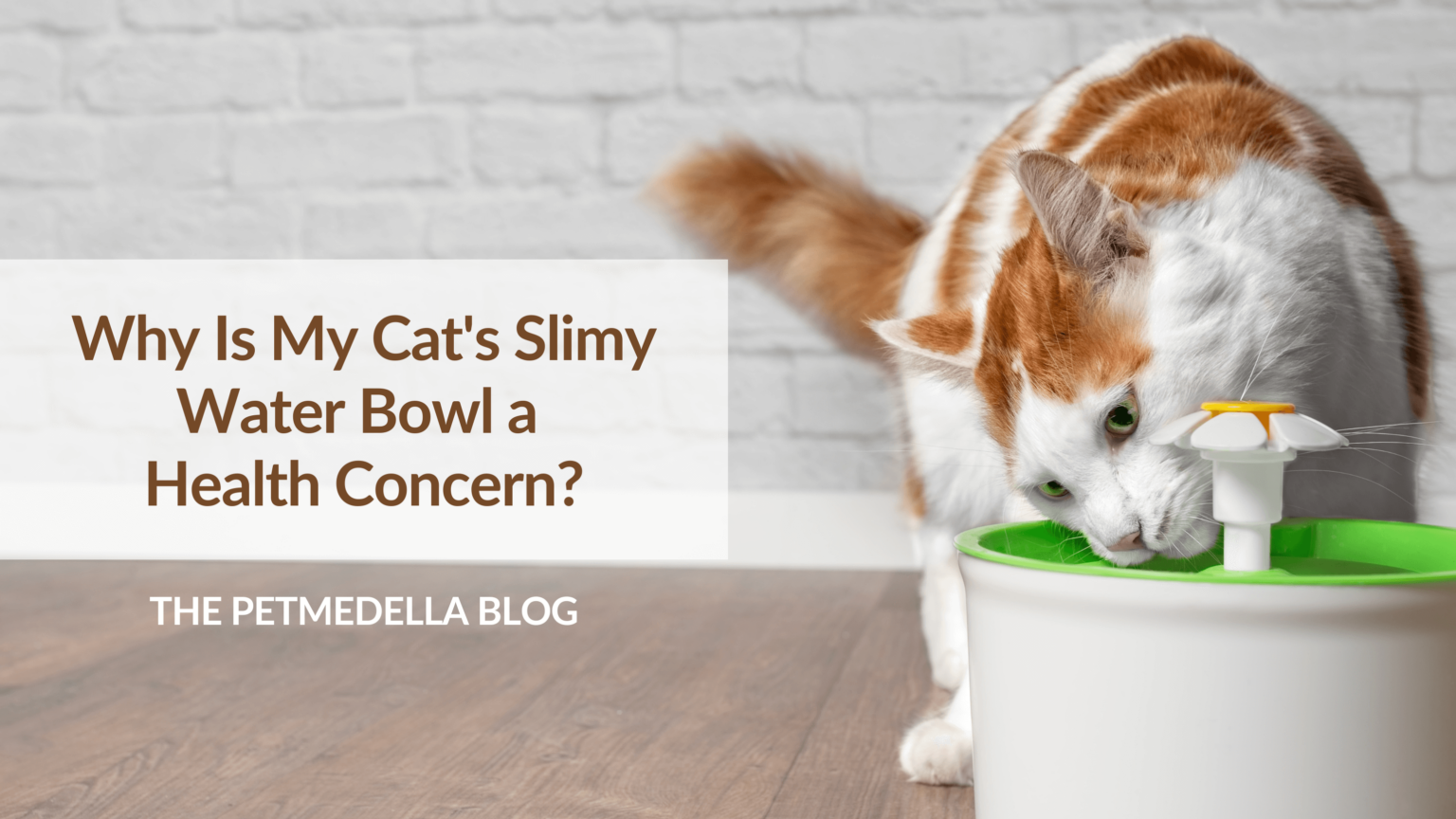 Why Is My Cat's Slimy Water Bowl a Health Concern?