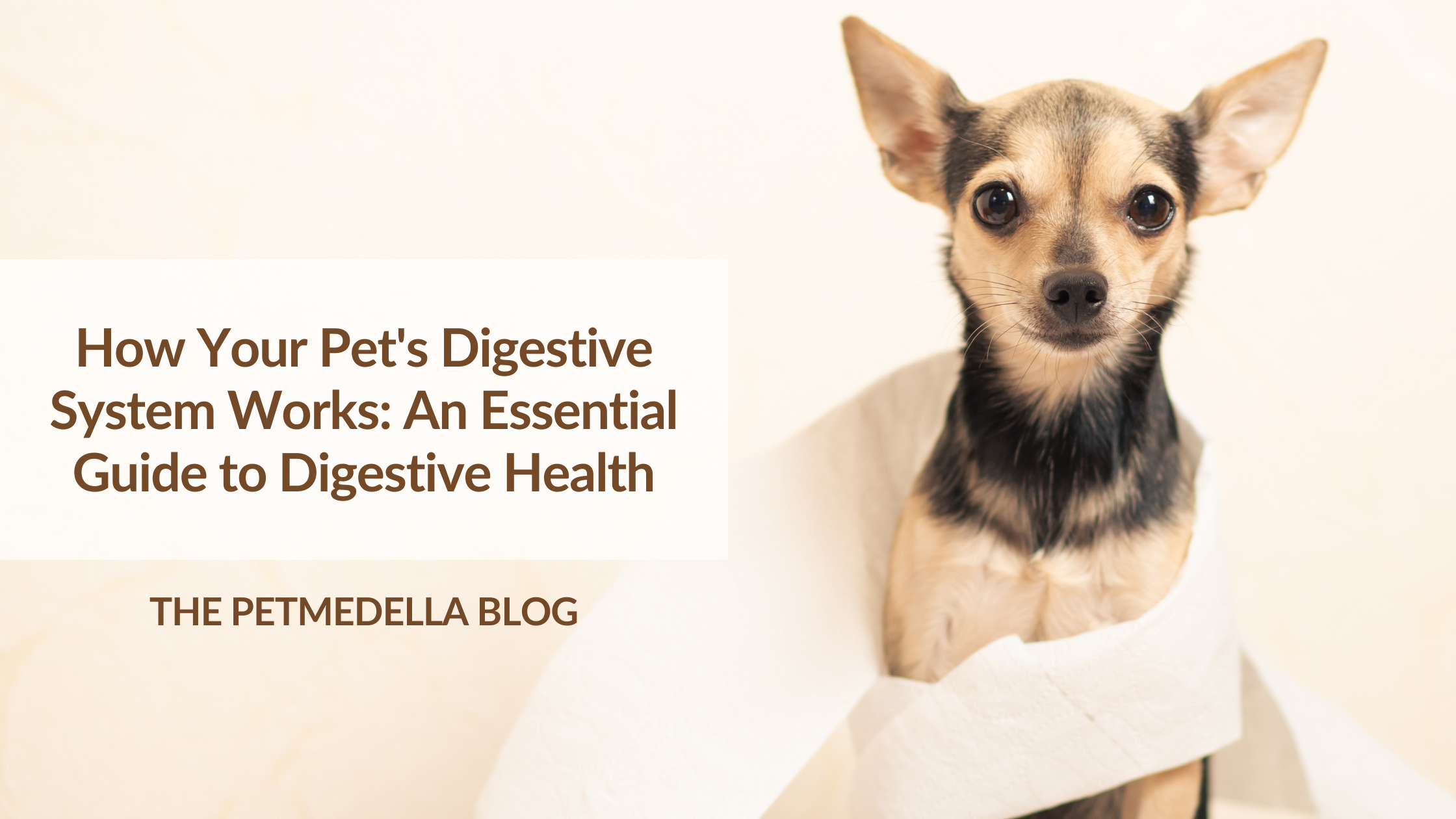 Dog covered in toilet paper. Text Overlay: How Your Pet's Digestive System Works.