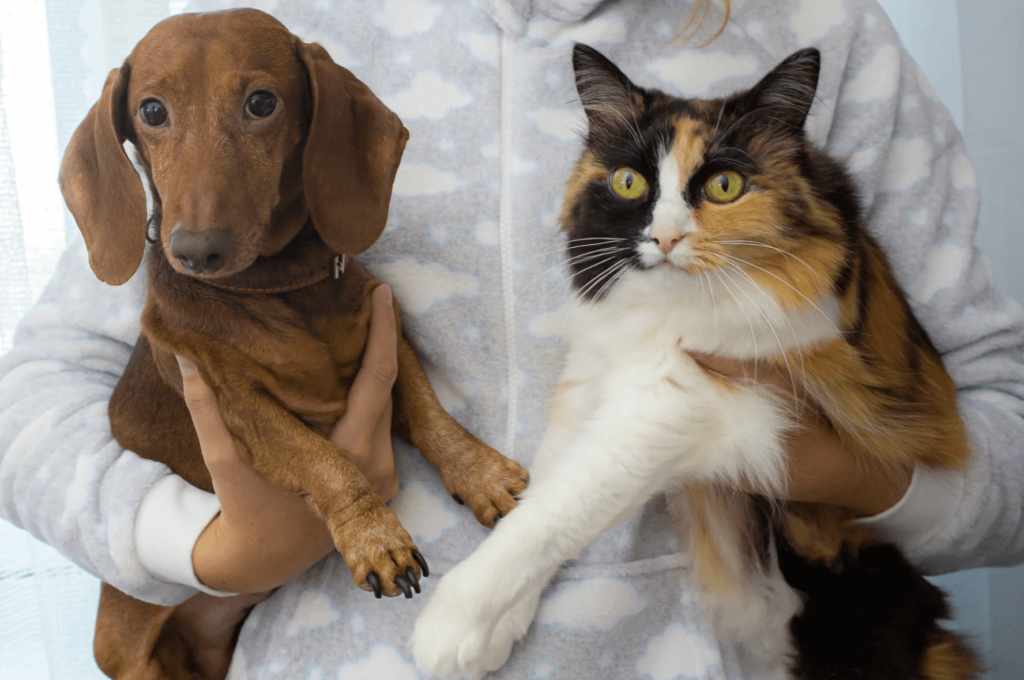 Person holding a daschund and a mult-colored cat.