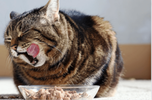 Cat eating a bowl of food and licking his mouth. Pet's Digestive System.