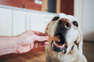 Beige dog eating a bone shaped dog cookie from a human hand. 