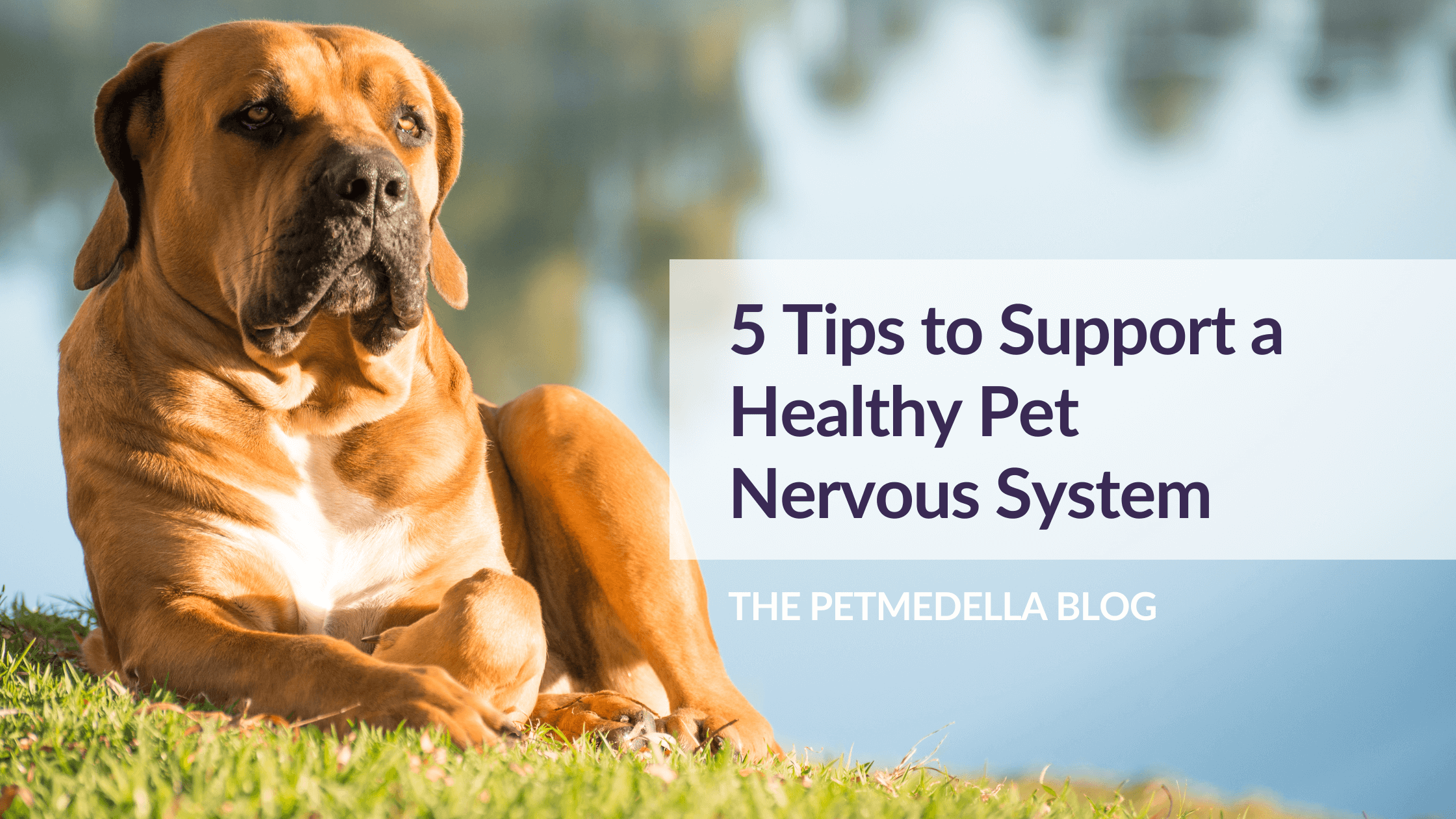 A large size, brown dog hanging out by a lake. Overlay text reads: 5 Tips to Support a Healthy Pet Nervous System