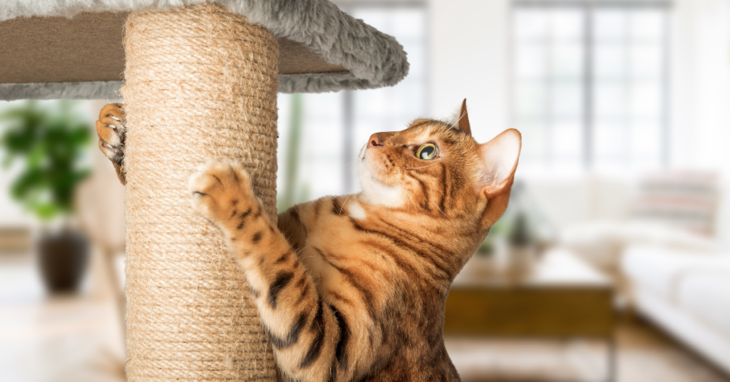Ginger tabby cat scratching indoor post