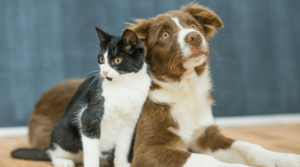 a black and white cat and a brown and white dog are sitting next to each other. 
