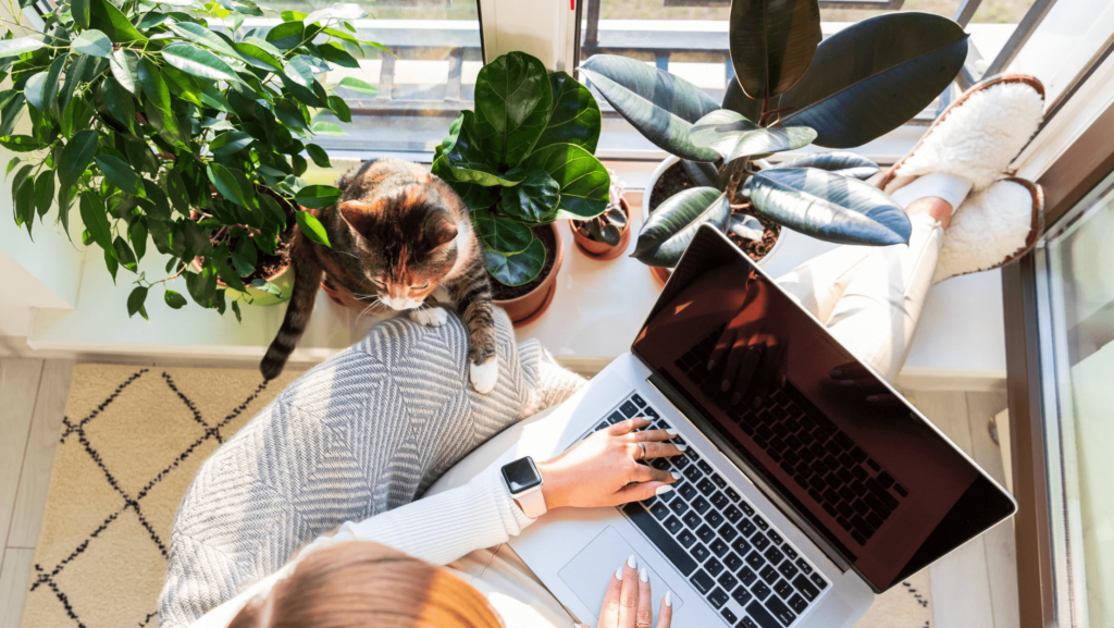a cat lounges near a woman working on a laptop.