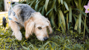 A dogs sense of smell is a part of a pet nervous system.