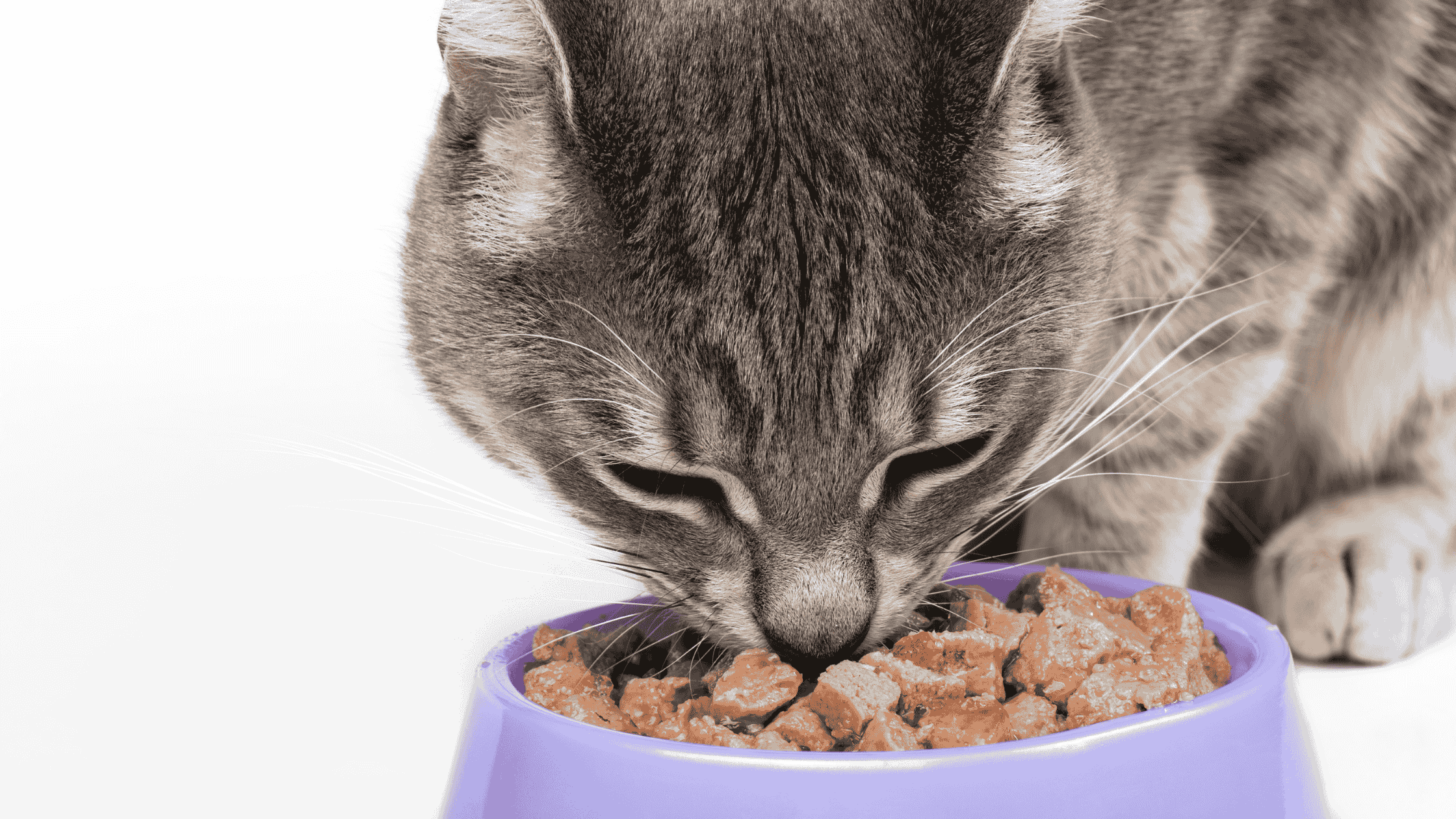 close up of a cat eating food in a purple bowl - for "can cats eat grains?" heading.