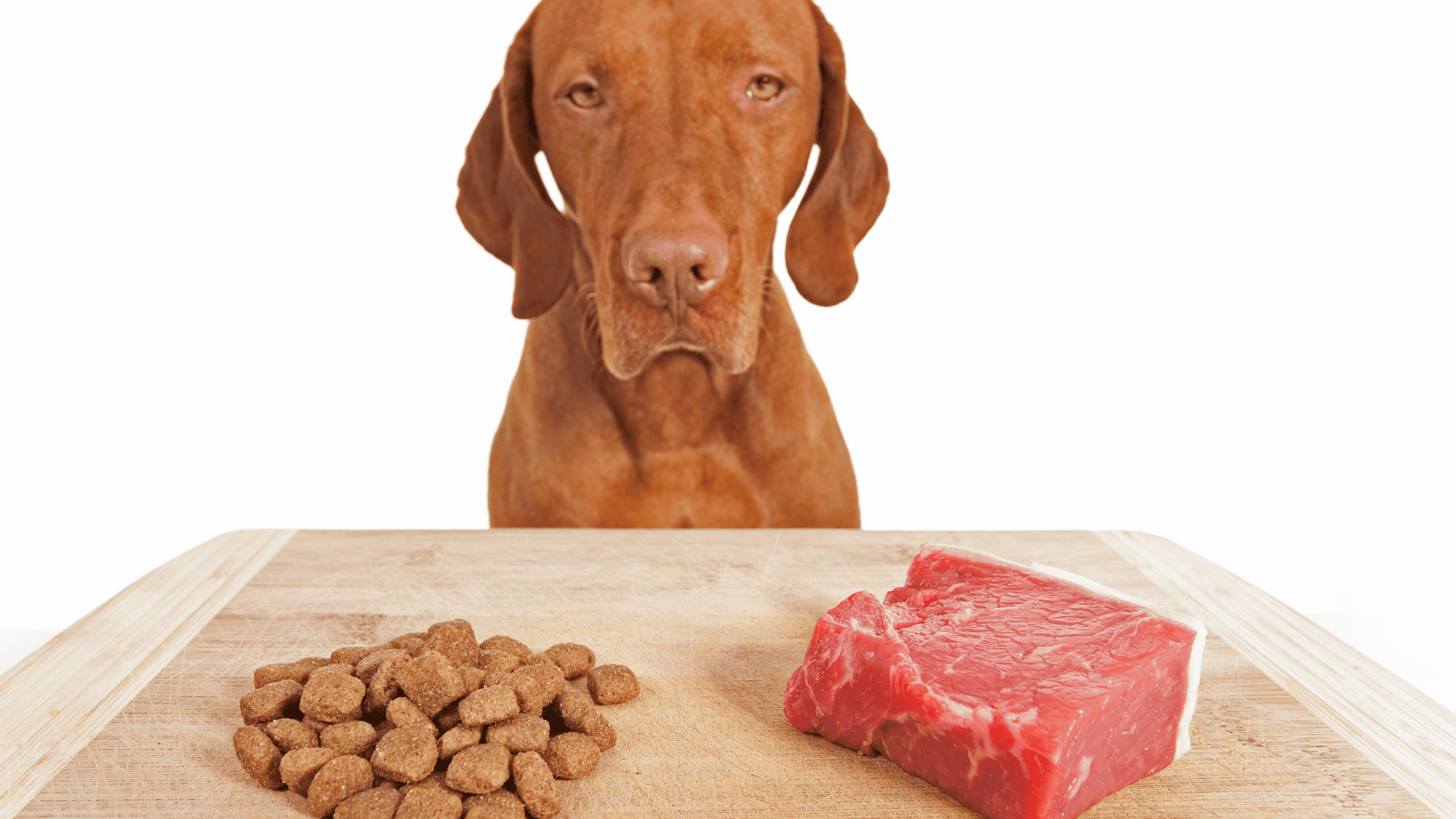 Dog looking at a steak and some kibble. A choice of grain free pet food!