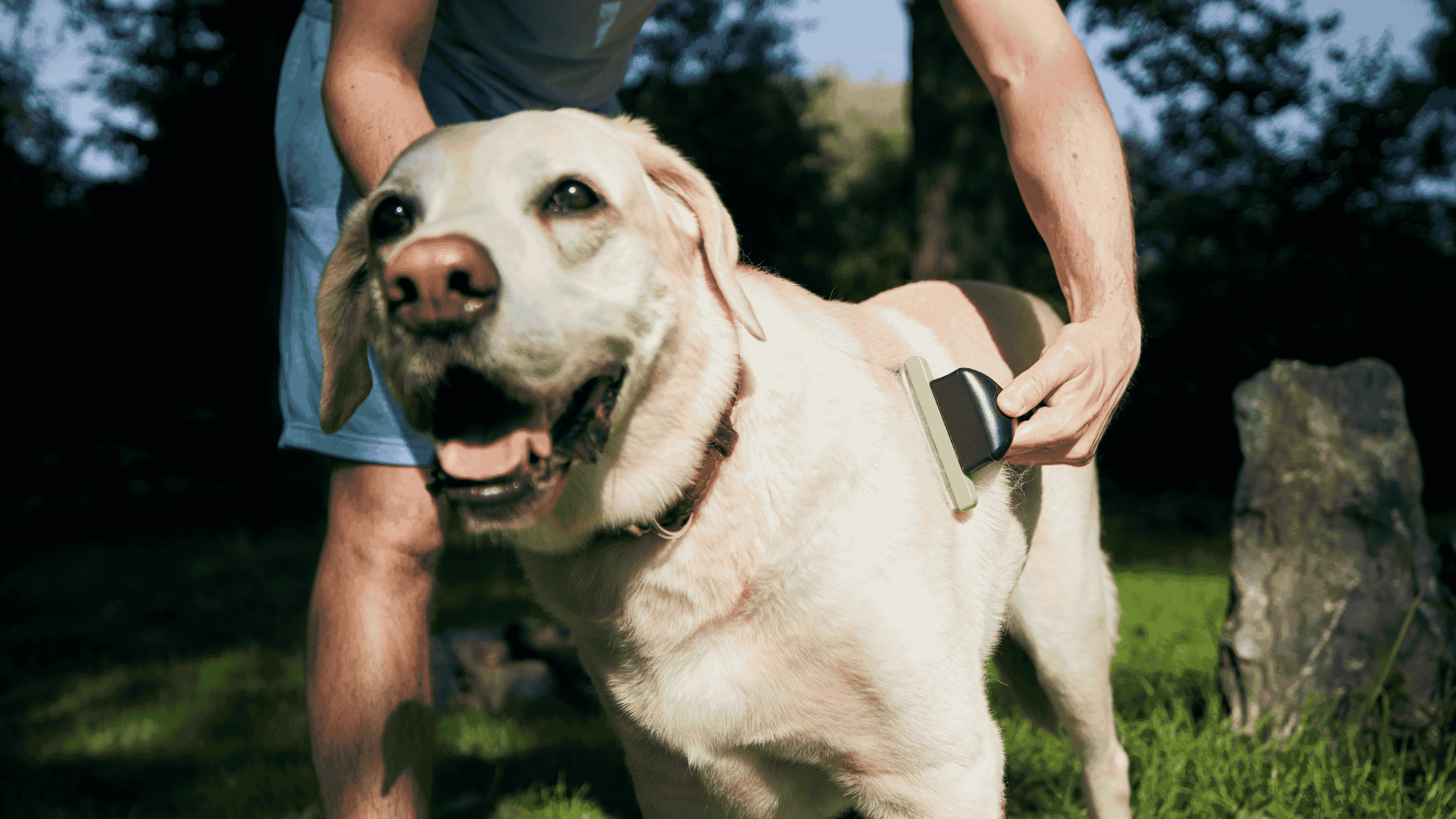 Elderly dog getting brushed by his pet parent! Showcasing how Omega 3 supplements is one of the best senior dog vitamins that gives a shiny coat!
