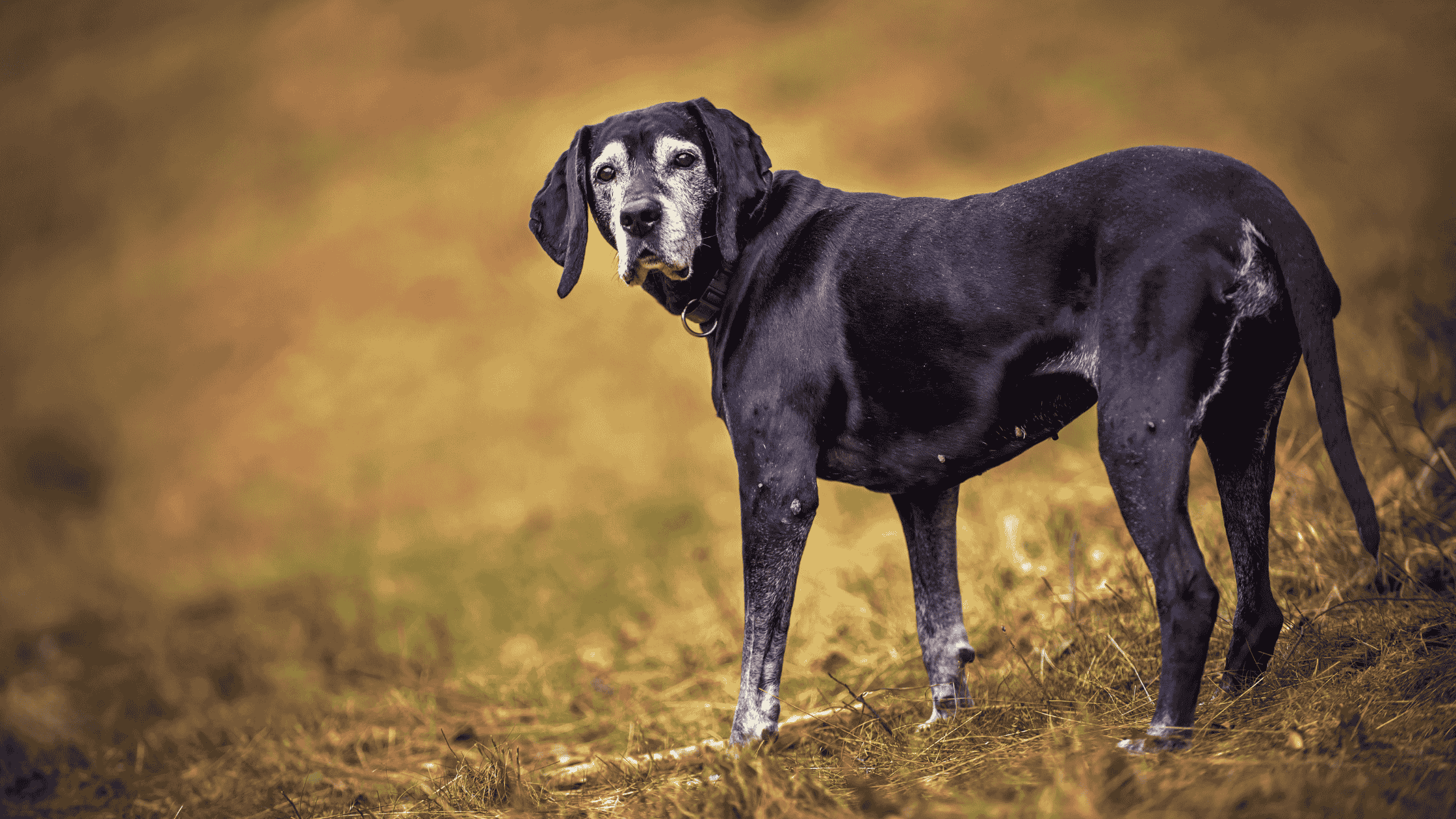 An elderly dog walking outside!