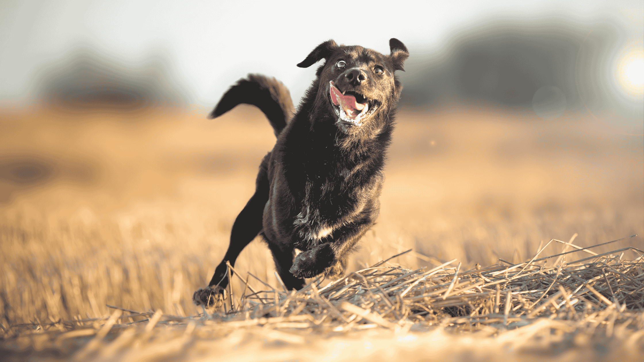Elderly dog running and playing. 