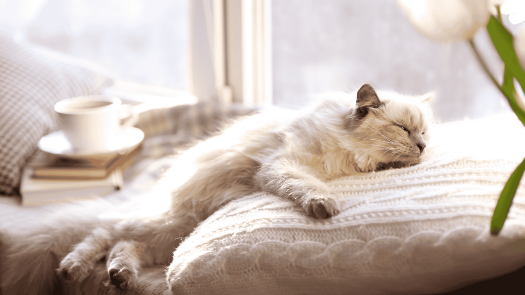 cat sleeping dreaming about the best supplements for cats.