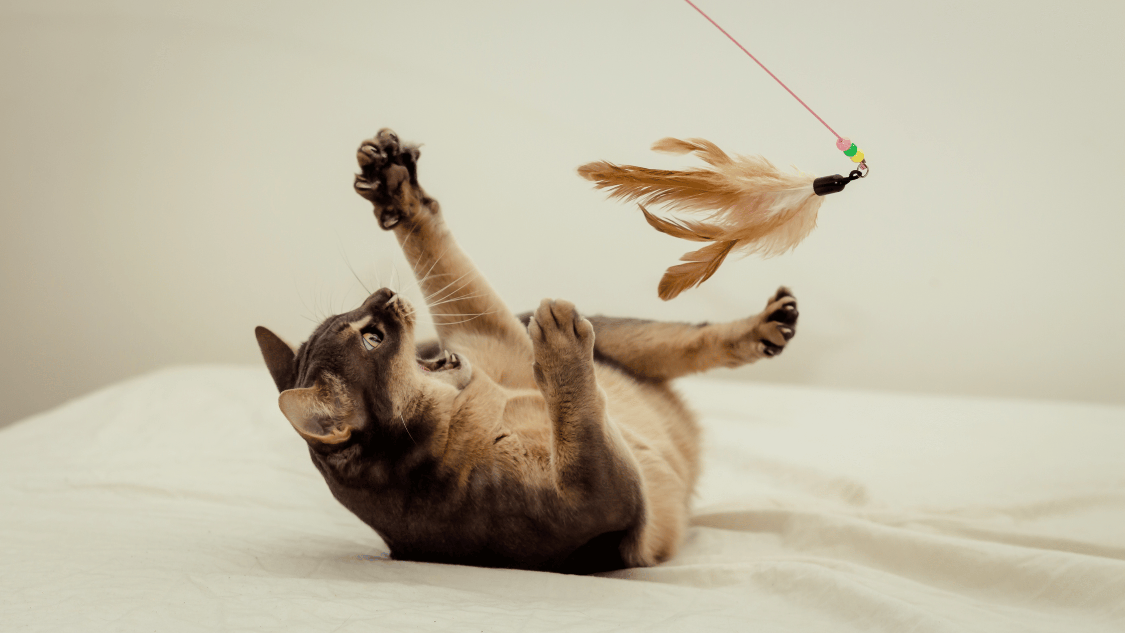 Cat playing with a feather toy