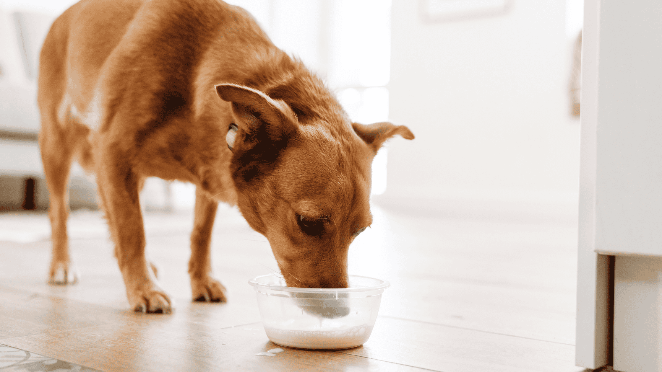 A dog drinking milk