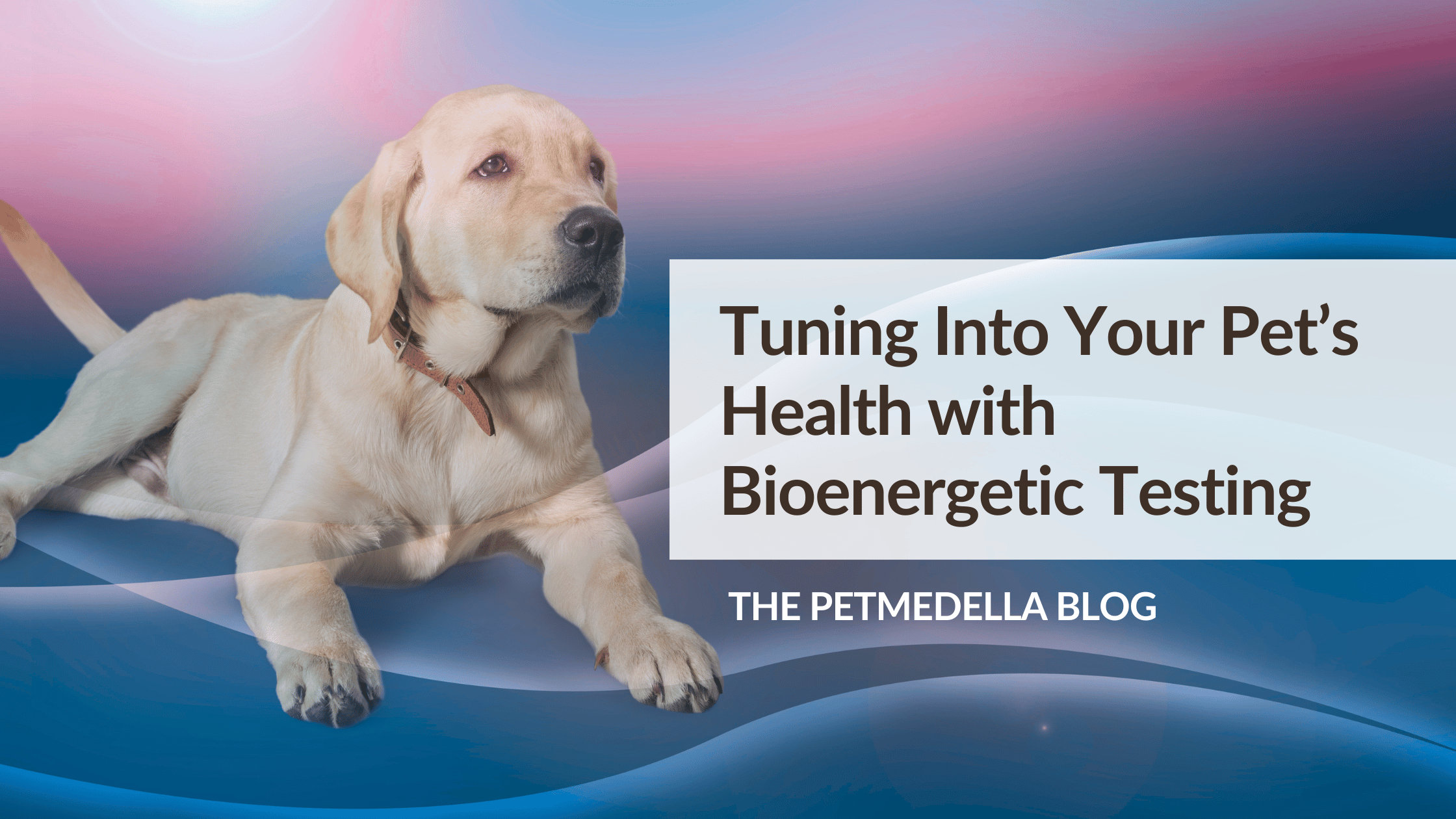 transparent photo of labrador retriever on energy wave for bioenergetic testing