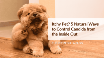 A chow chow breed of dog is itching his face using his back paw. Overlay text: Itchy Pet? 5 Natural Ways to Control Candida from the Inside Out