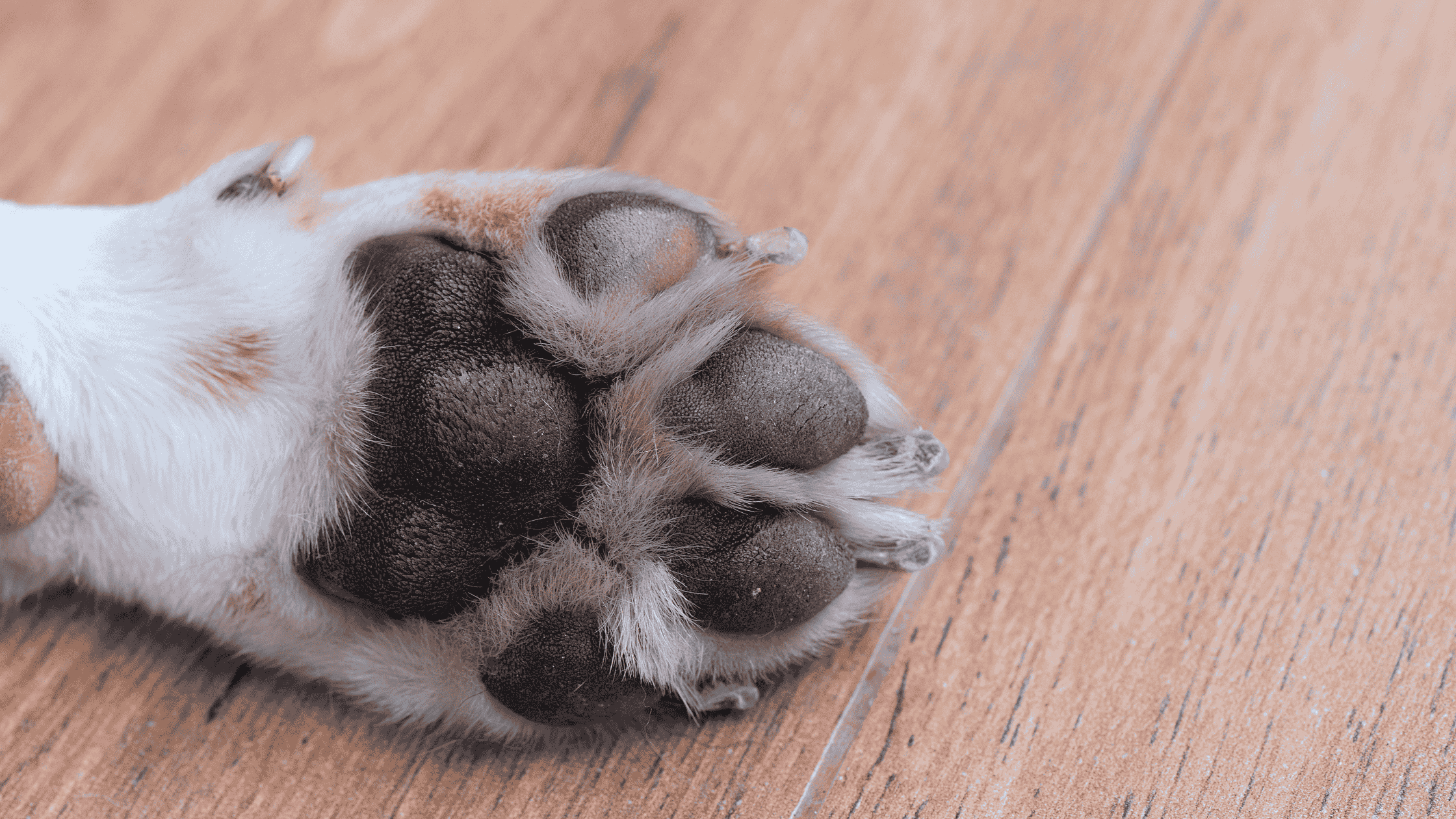 a close up of a dog paw - used to describe when paws smell like corn chips in relation to candida.