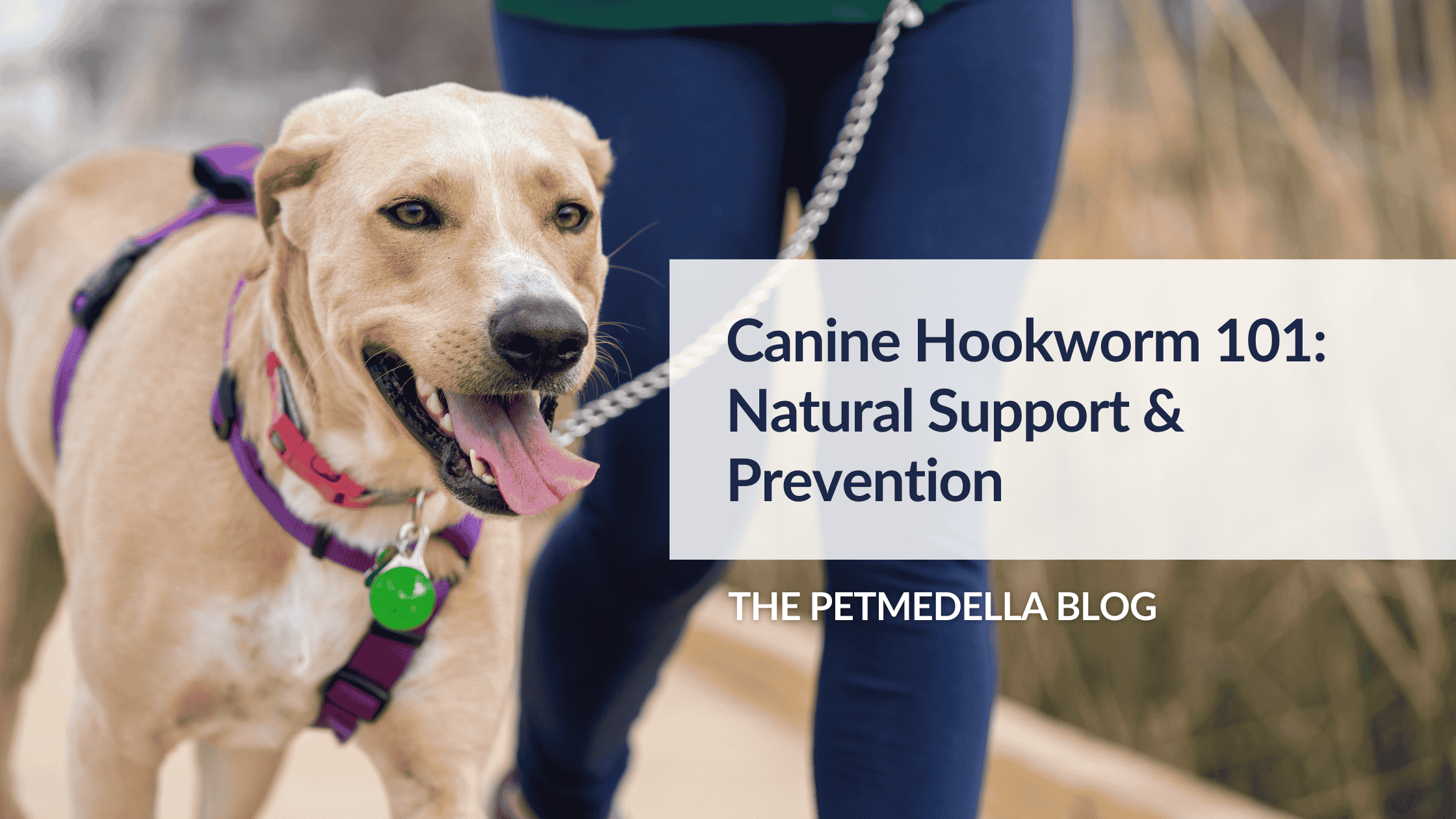 Overlay Text: Canine Hookworm 101: Natural Support & Prevention