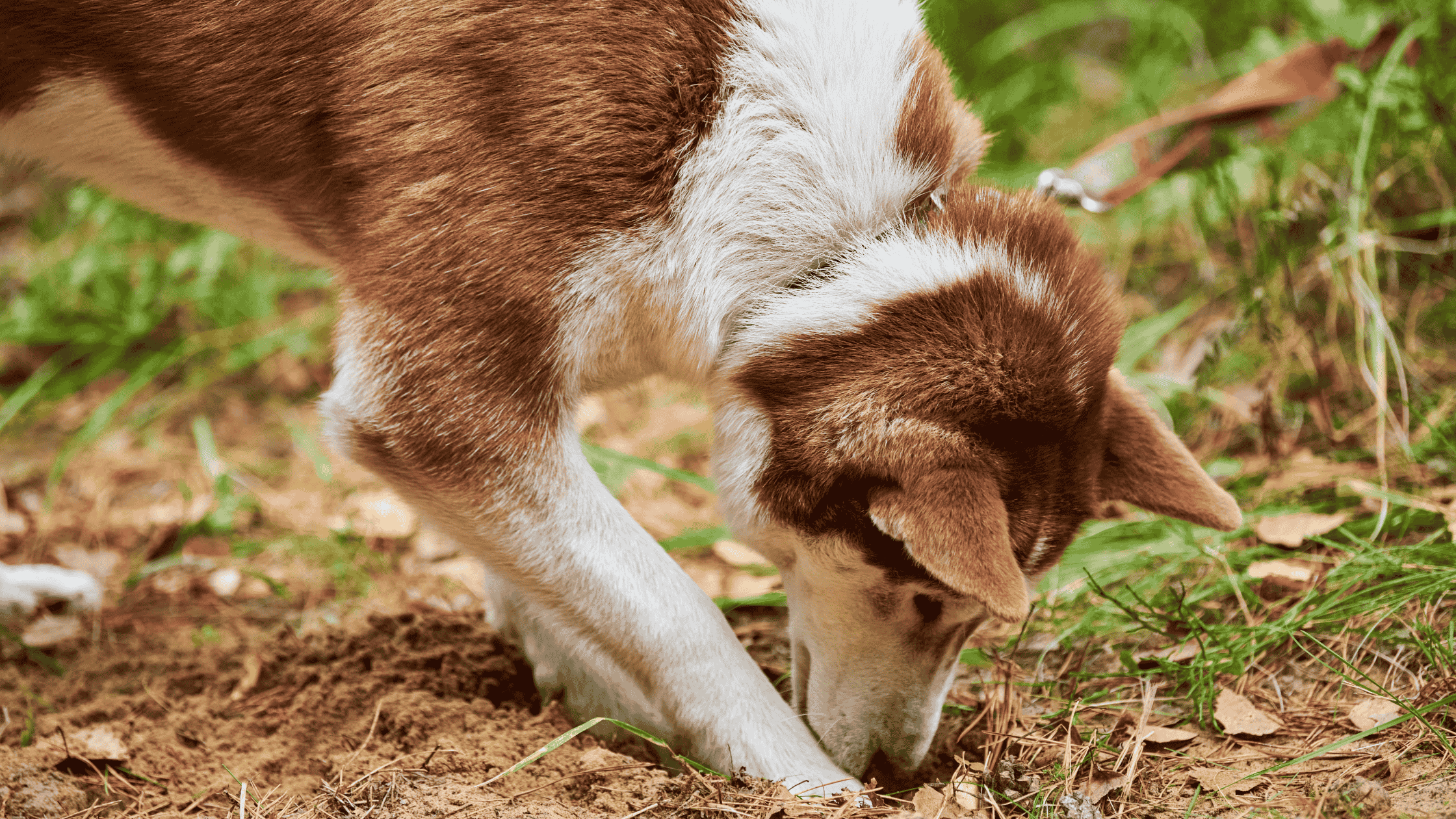 A dog is digging and sniffing dirt. 