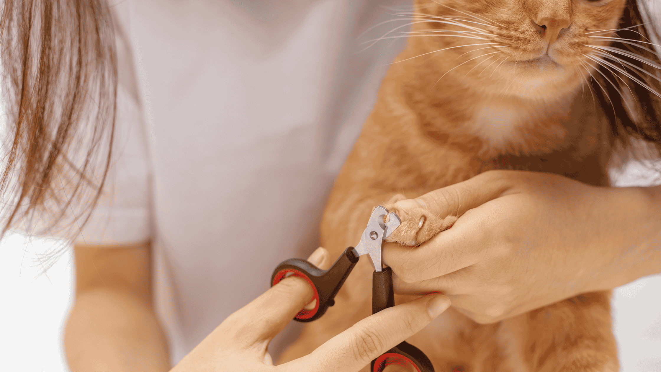 Orange cat getting it's nails trimmed.
