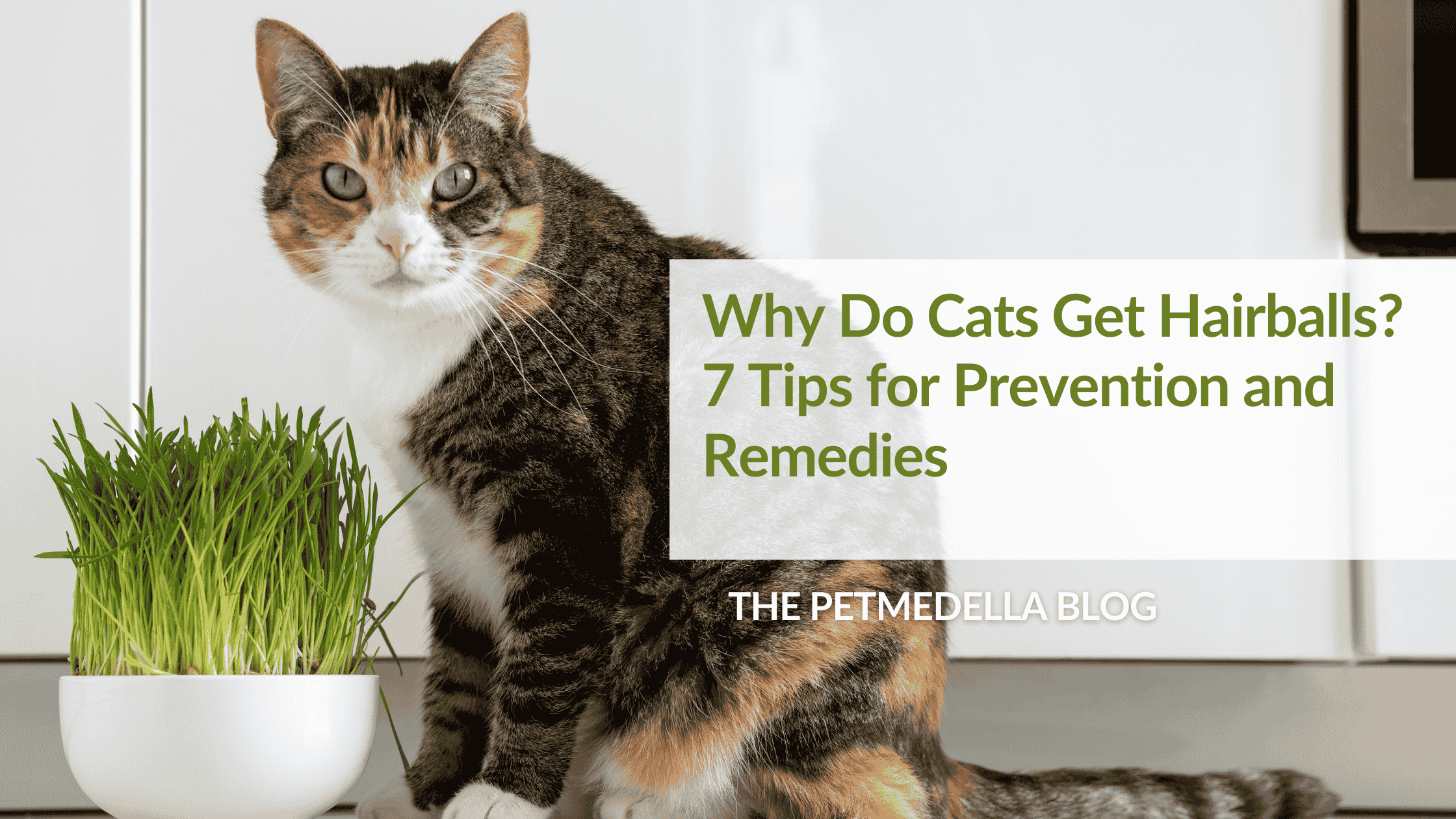A tabby cat is perched over a white bowl of cat grass. Overlay Text: Why Do Cats Get Hairballs? 7 Tips for Prevention and Remedies