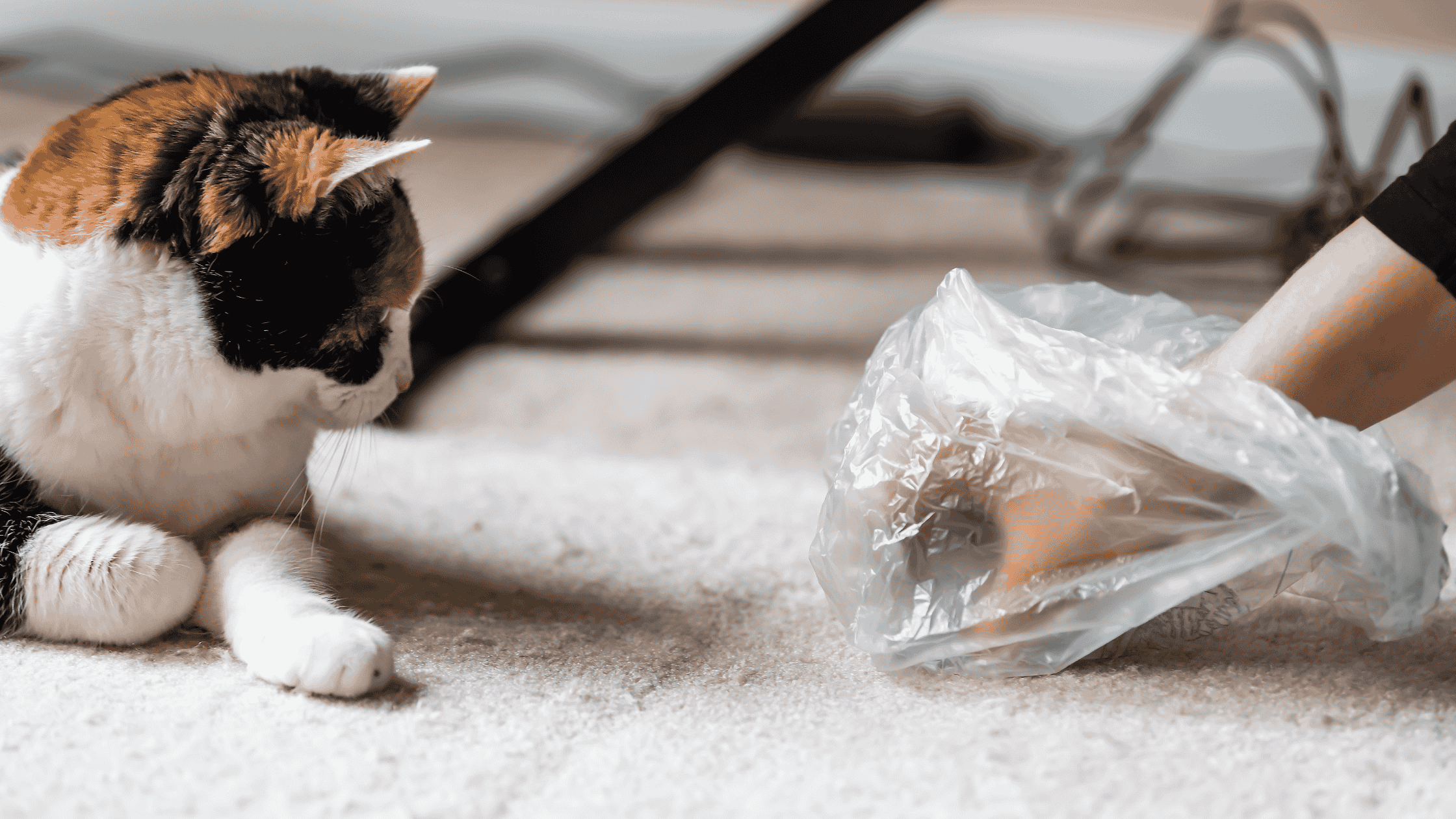 a hand in a plastic baggy is picking up a hairball. A cat is looking at the human. 