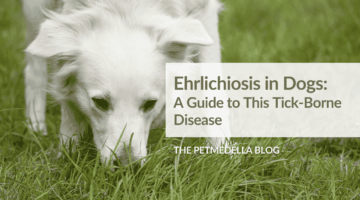 A white dog is sniffing green grass. Overlay text: Ehrlichiosis in Dogs: A Guide to This Tick-Borne Disease