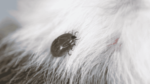 A tick is crawling on a dogs fur!