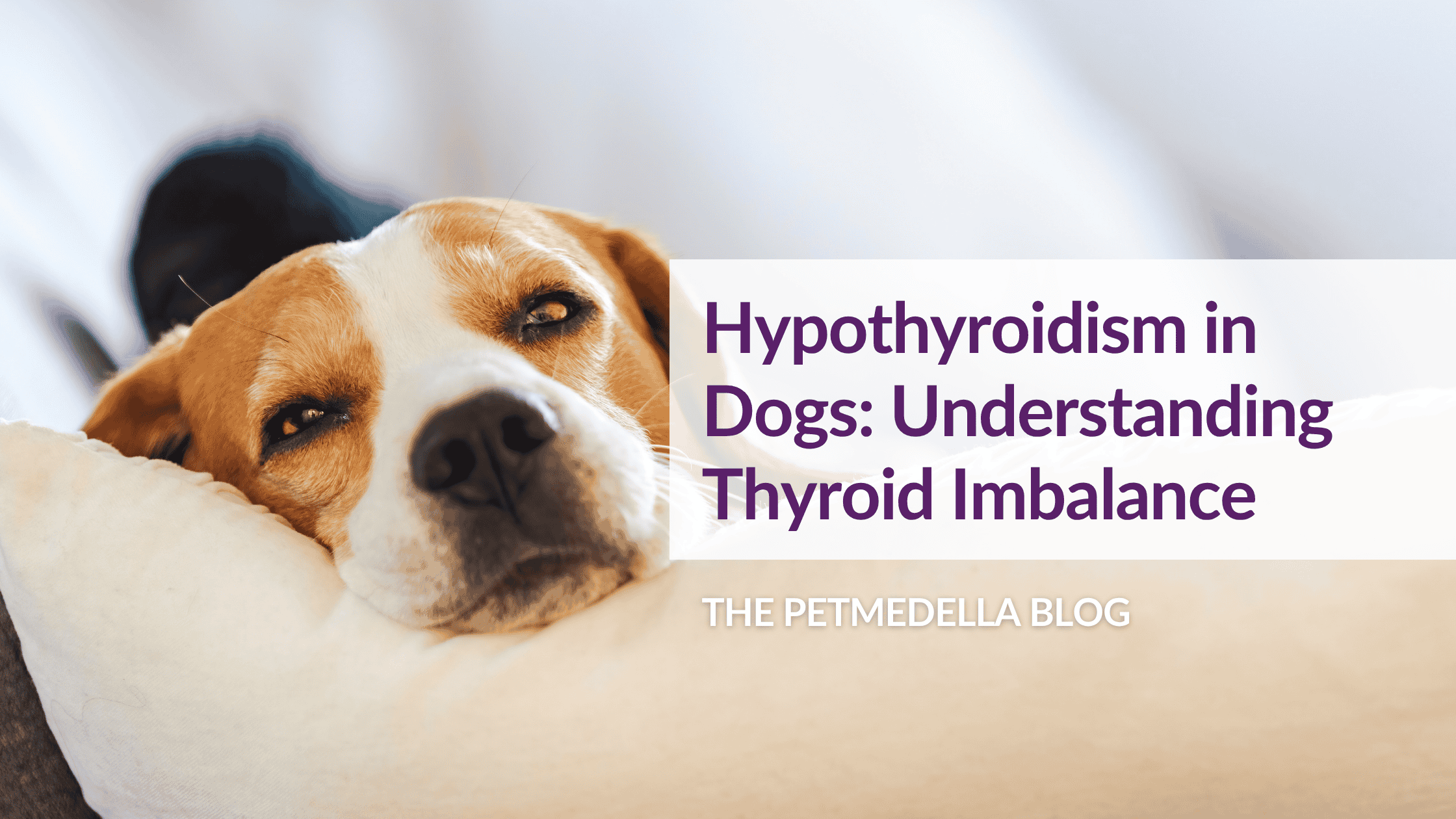 A sleepy beagle is resting its head on a pillow. Overlay Text: Hypothyroidism in Dogs: Understanding Thyroid Imbalance