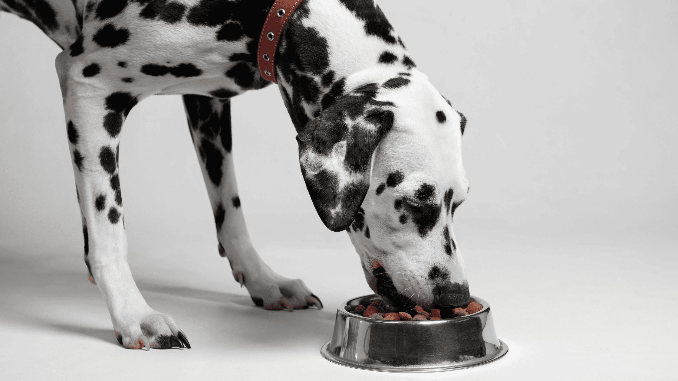 a Dalmatian dog is eating a bowl of kibble.
