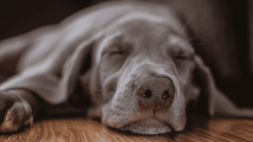 Curated visual reference: Picture Idea: Hypothyroidism In Dogs Understanding Thyroid Imbalance