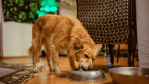 Dog eating food out of their bowl. Eating healthy can support healthy dog poop!
