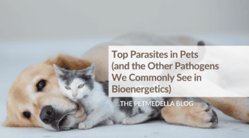 A white and grey dog is sleeping near the face of a yellow lab. Overlay Text: Top Parasites in Pets (and the Other Pathogens We Commonly See in Bionenergetics)