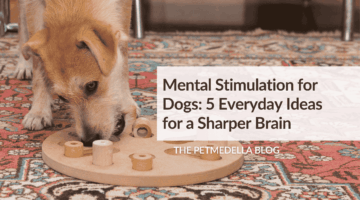 A dog with a puzzle feeder. Overlay text: Mental Stimulation for Dogs: 5 Everyday Ideas for a Sharper Brain